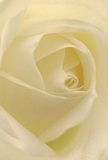 This image draws you into the serene heart of a Deptford rose, each petal unfolding in a soft spiral that seems kissed by the fresh air of local gardens. The cream-white palette glows subtly as morning light trickles over its surface, while gentle shadows and faint luminosity add quiet dimension. The mood echoes Deptford mornings-peaceful, fresh, and full of hope-making this floral masterpiece an ideal messenger for sympathy, new beginnings, or simply a note of genuine admiration. A subtle fragrance is almost tangible, delicate yet undeniably present, conjuring the sense of standing close to the bloom itself. As a local florist, I see in this rose not just a symbol of reverence but a testimony to the thoughtful hands and heartfelt artistry found at Deptford Flowers. Every arrangement delivered throughout SE8 carries the same touch of gentle expertise and community spirit.